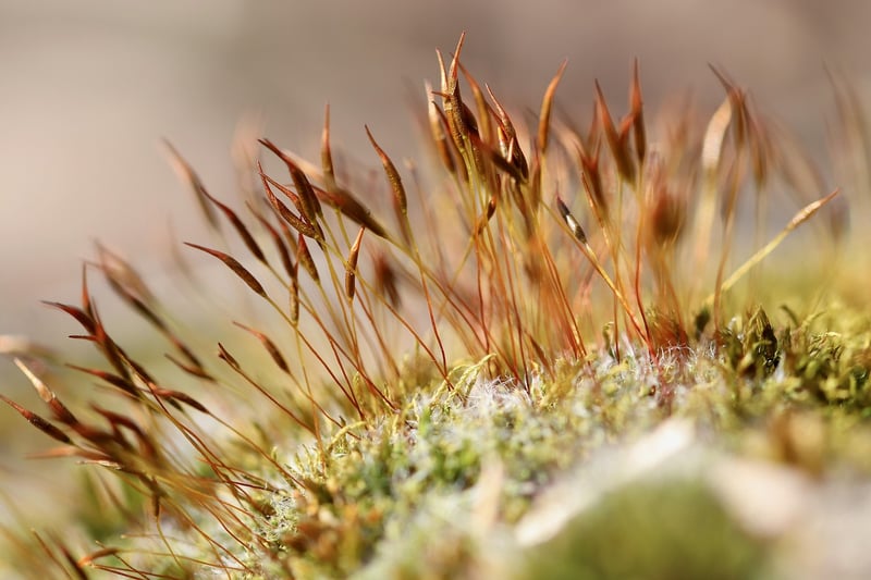 Mossy Centerpiece